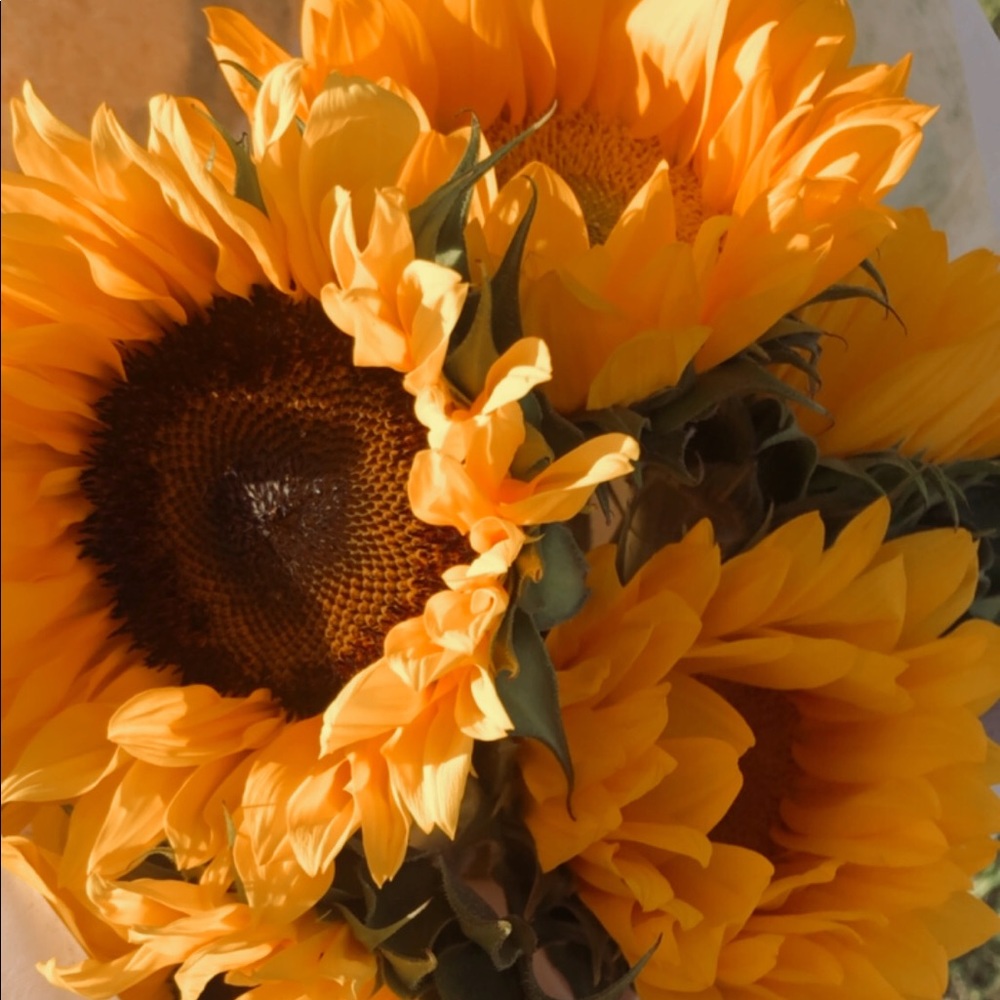 Meet your Posher, Valeryya